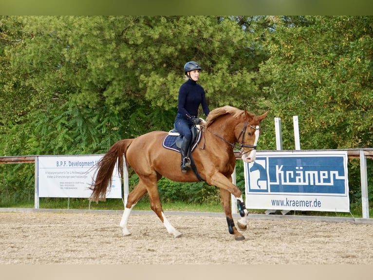 Cavallo da sella tedesco Giumenta 4 Anni 169 cm Sauro in Neudrossenfeld