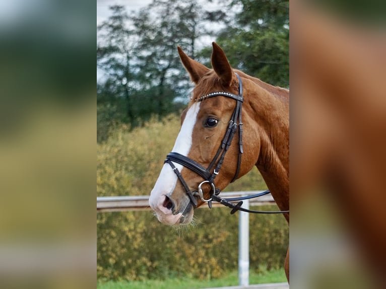 Cavallo da sella tedesco Giumenta 4 Anni 169 cm Sauro in Neudrossenfeld