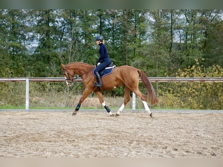 Cavallo da sella tedesco Giumenta 4 Anni 169 cm Sauro in Neudrossenfeld