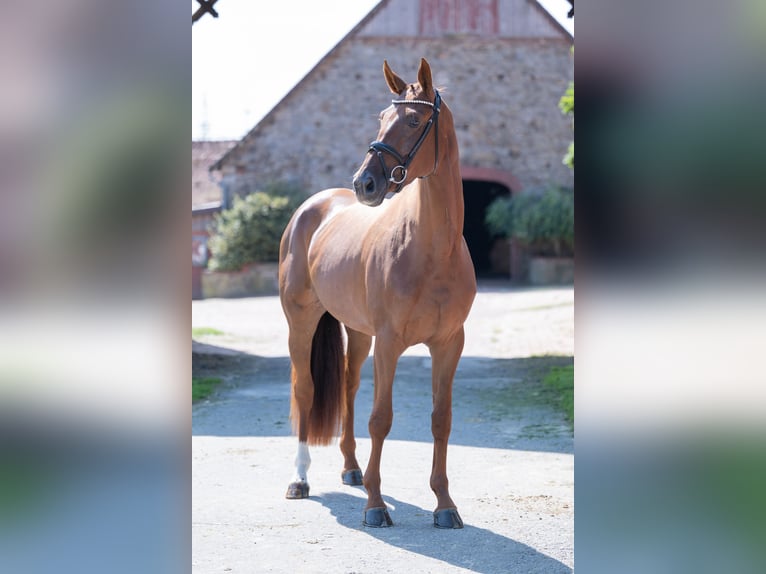Cavallo da sella tedesco Giumenta 4 Anni 169 cm Sauro scuro in Bramsche