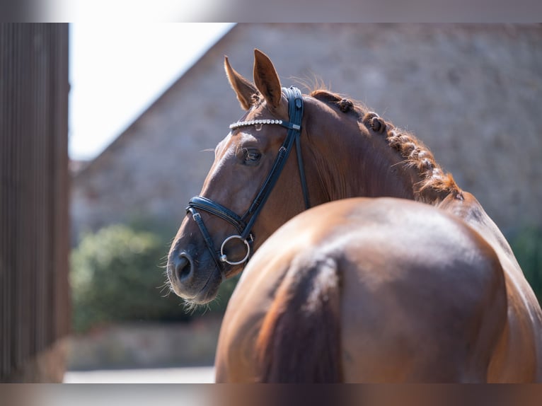 Cavallo da sella tedesco Giumenta 4 Anni 169 cm Sauro scuro in Bramsche