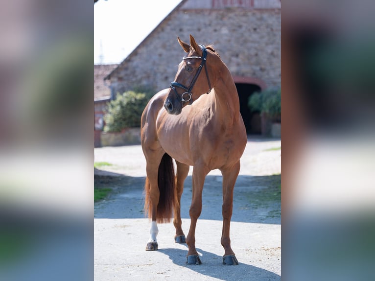 Cavallo da sella tedesco Giumenta 4 Anni 169 cm Sauro scuro in Bramsche