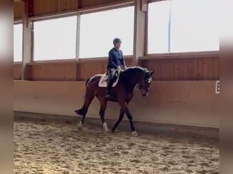 Cavallo da sella tedesco Giumenta 4 Anni 170 cm Baio in Fuldatal