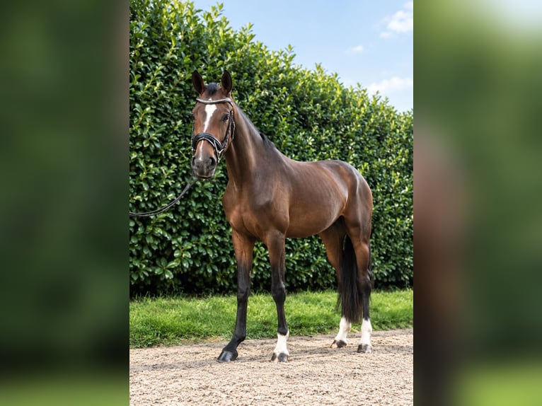 Cavallo da sella tedesco Giumenta 4 Anni 170 cm Baio in Issum-Sevelen