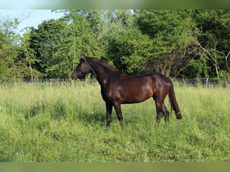 Cavallo da sella tedesco Giumenta 4 Anni 170 cm Baio scuro in Eggenstein-Leopoldshafen