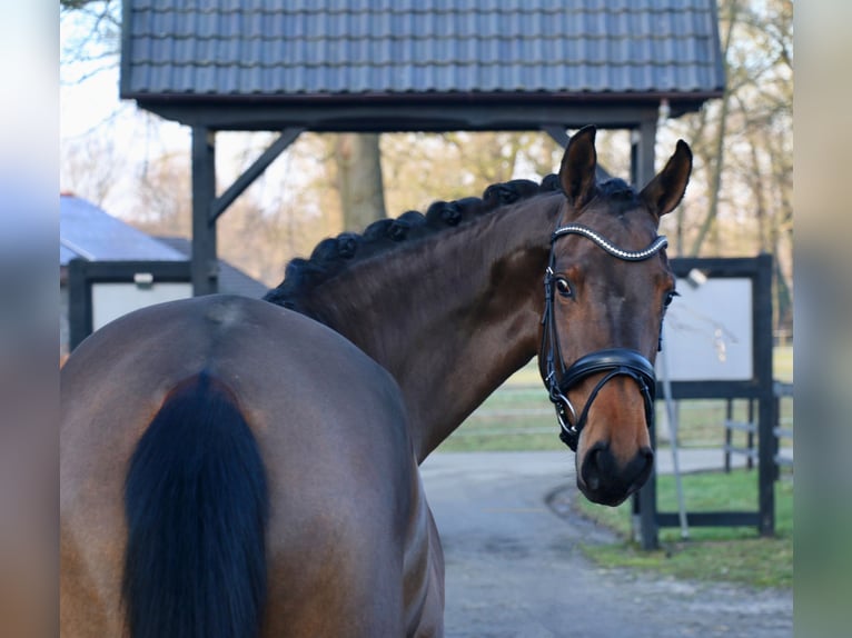 Cavallo da sella tedesco Giumenta 4 Anni 172 cm Baio in Recke, bei Osnabrück