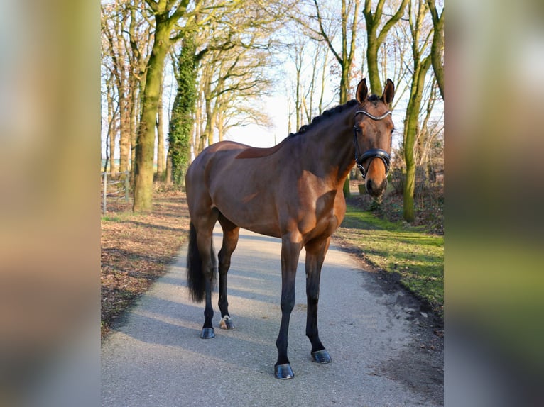 Cavallo da sella tedesco Giumenta 4 Anni 172 cm Baio in Recke, bei Osnabrück