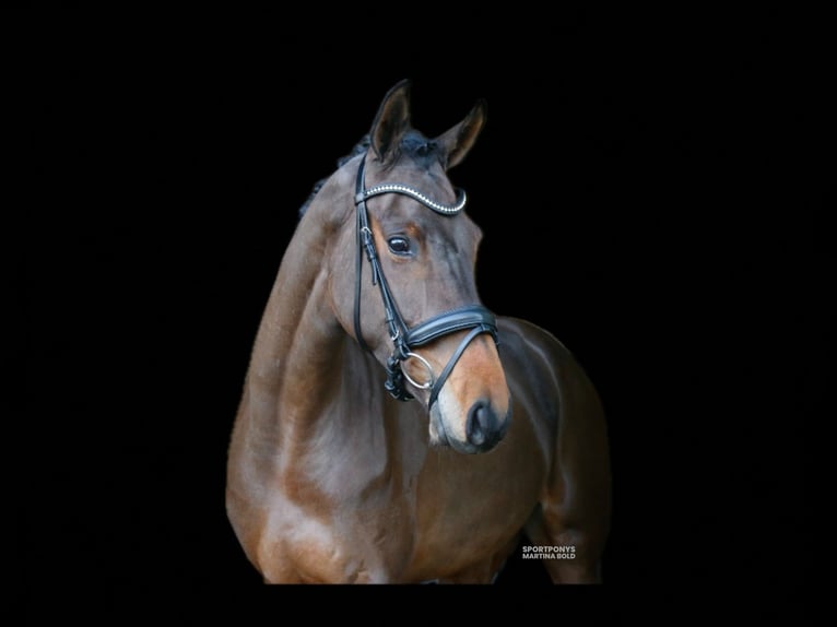 Cavallo da sella tedesco Giumenta 4 Anni 172 cm Baio in Recke, bei Osnabrück