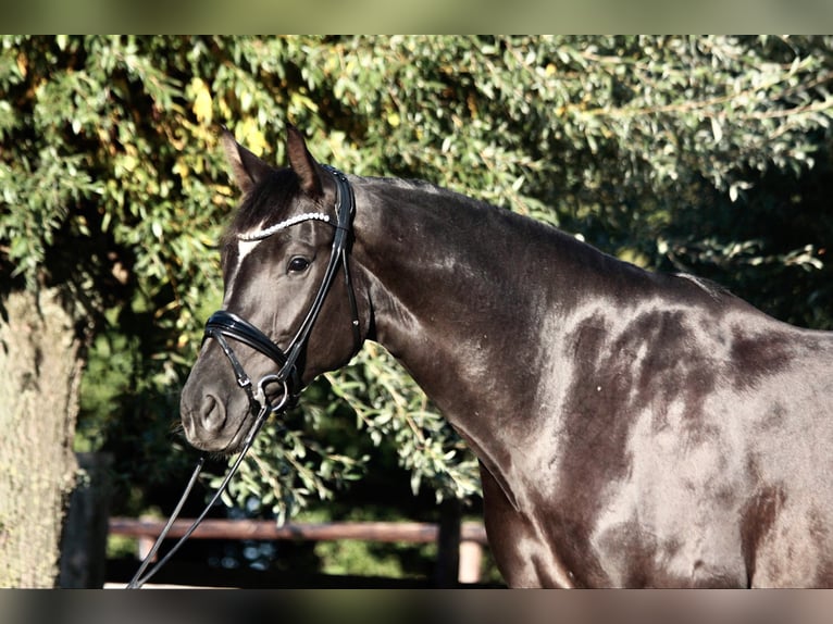 Cavallo da sella tedesco Giumenta 4 Anni 173 cm Morello in Warendorf