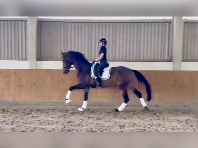 Cavallo da sella tedesco Giumenta 4 Anni 175 cm Baio in Neumünster