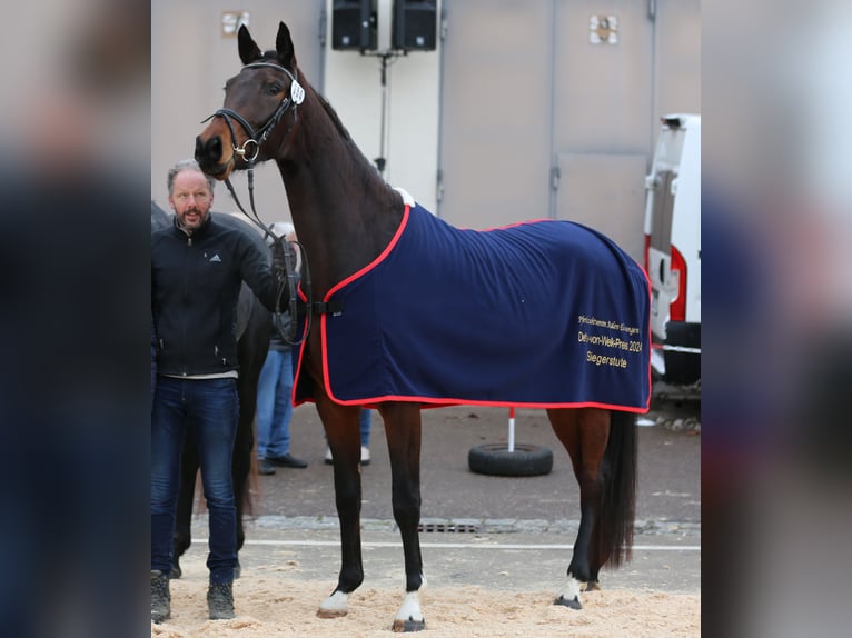 Cavallo da sella tedesco Giumenta 4 Anni 176 cm Baio scuro in Königheim