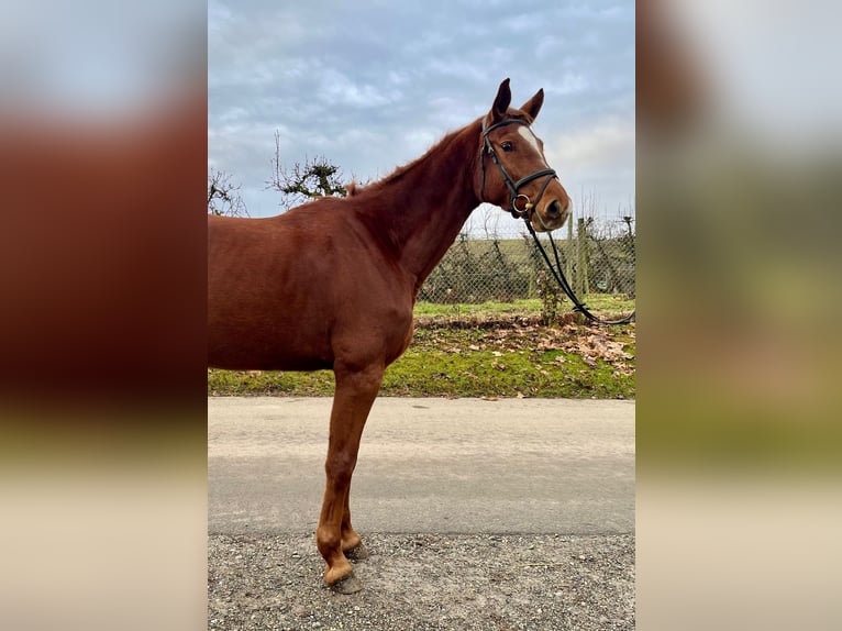 Cavallo da sella tedesco Giumenta 4 Anni 177 cm Sauro in Lindau (Bodensee)