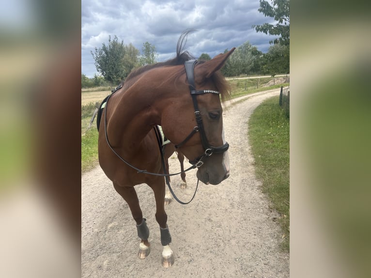 Cavallo da sella tedesco Mix Giumenta 5 Anni 153 cm Sauro scuro in Emmerich
