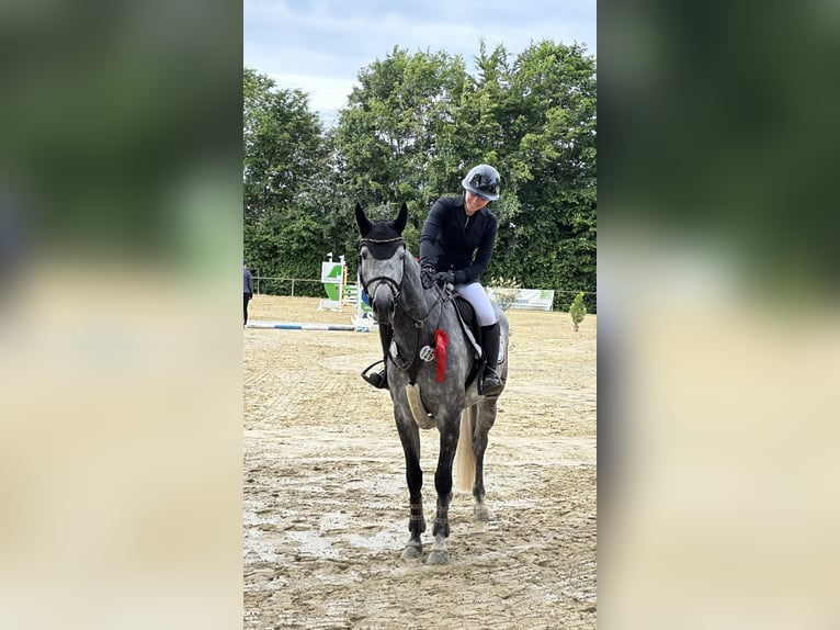 Cavallo da sella tedesco Giumenta 5 Anni 158 cm Grigio in Nettetal