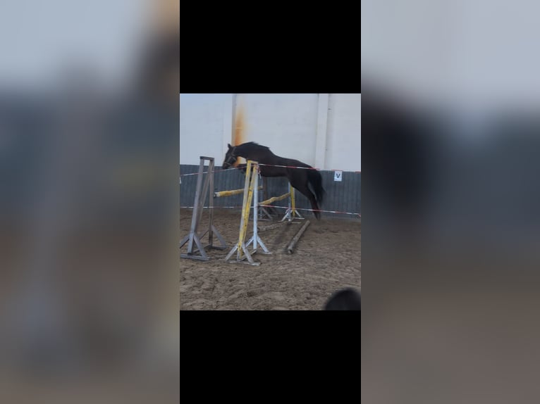 Cavallo da sella tedesco Giumenta 5 Anni 158 cm Sauro in Buchhain