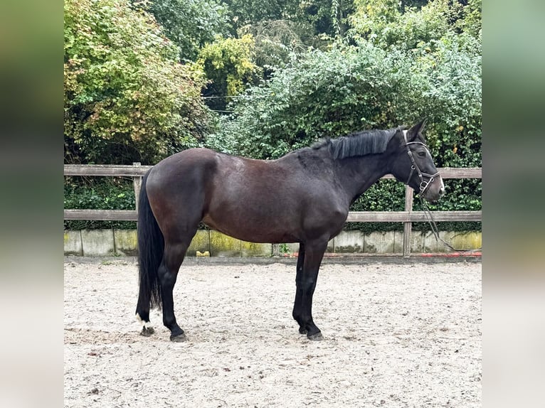 Cavallo da sella tedesco Giumenta 5 Anni 160 cm Morello in Woldert
