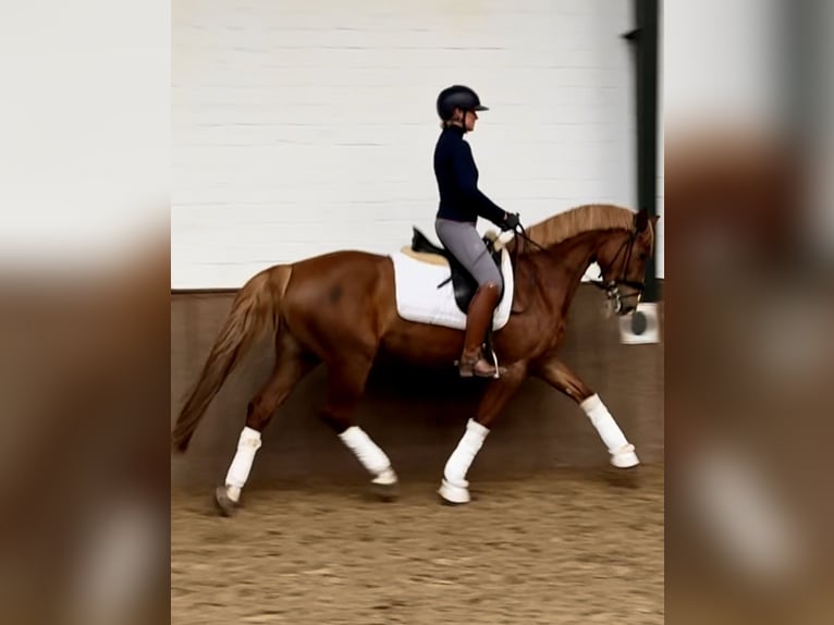 Cavallo da sella tedesco Giumenta 5 Anni 160 cm Sauro scuro in Greven