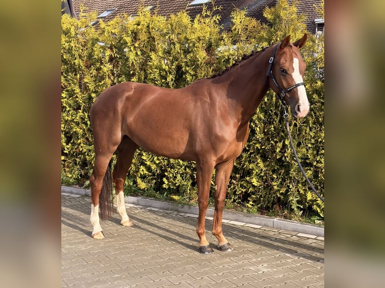 Cavallo da sella tedesco Giumenta 5 Anni 162 cm Sauro in Nettetal