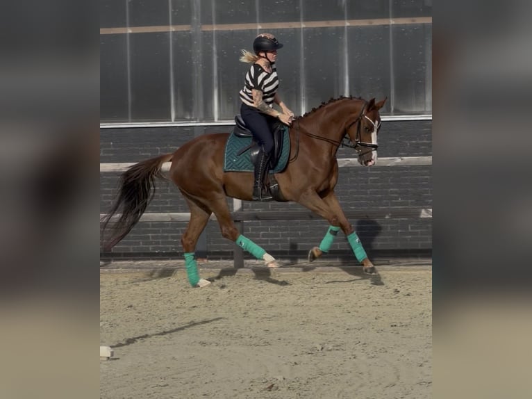 Cavallo da sella tedesco Giumenta 5 Anni 162 cm Sauro in Nettetal