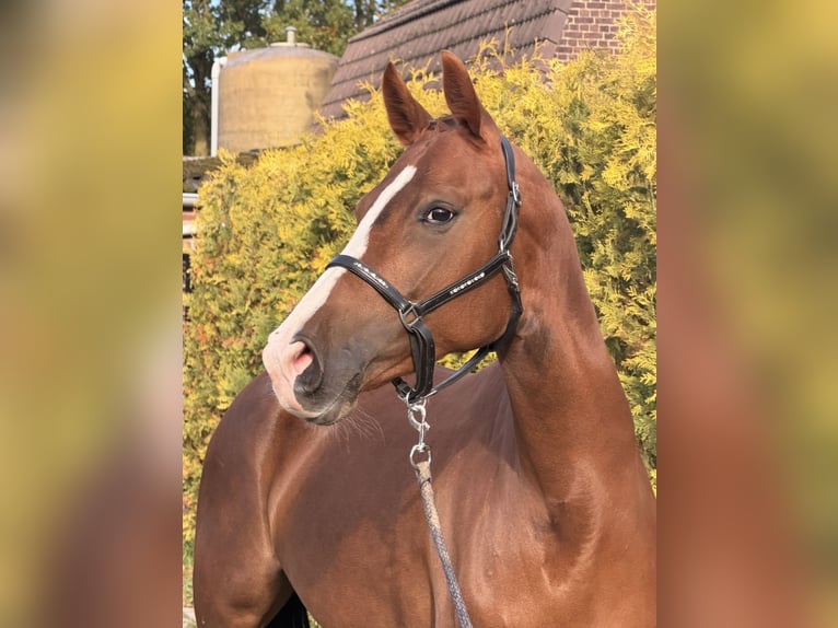 Cavallo da sella tedesco Giumenta 5 Anni 162 cm Sauro in Nettetal