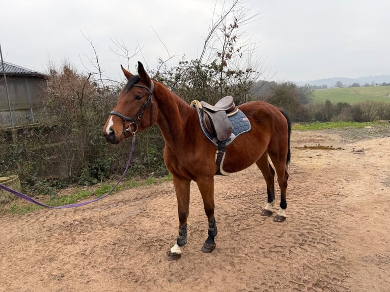 Cavallo da sella tedesco Giumenta 5 Anni 163 cm Baio in Wermelskirchen