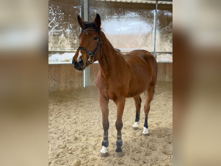 Cavallo da sella tedesco Giumenta 5 Anni 163 cm Baio in Wermelskirchen