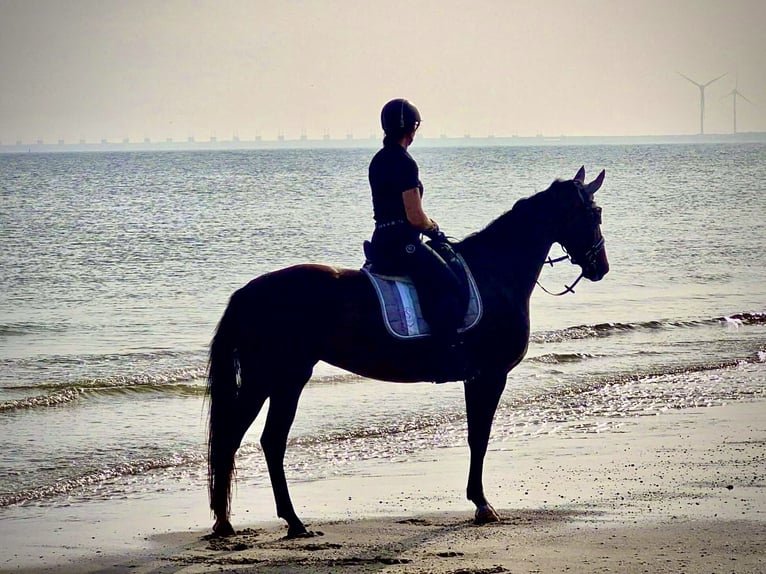 Cavallo da sella tedesco Giumenta 5 Anni 163 cm Baio scuro in Geilenkirchen