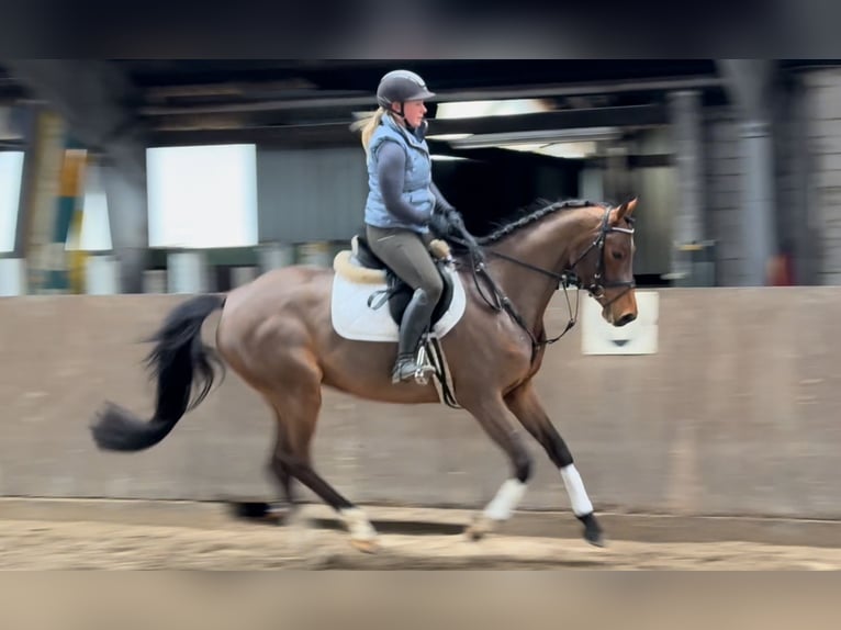 Cavallo da sella tedesco Giumenta 5 Anni 164 cm Baio in Süderlügum