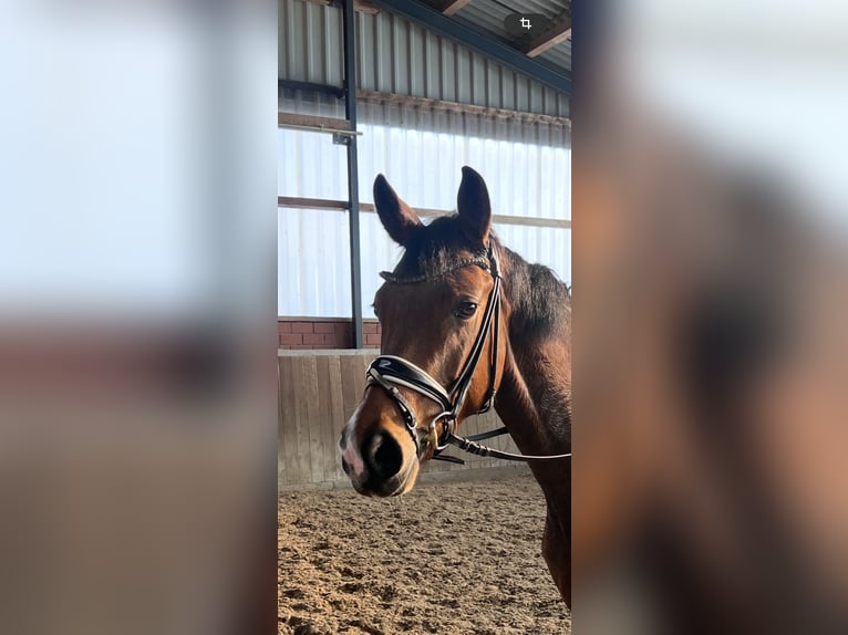 Cavallo da sella tedesco Giumenta 5 Anni 165 cm Baio in Recke, bei Osnabrück