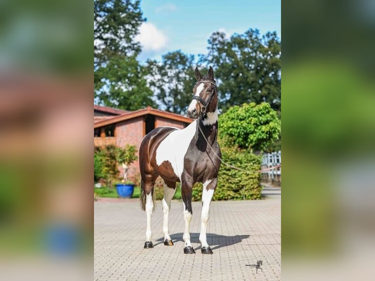 Cavallo da sella tedesco Giumenta 5 Anni 165 cm Pezzato in Liebenau