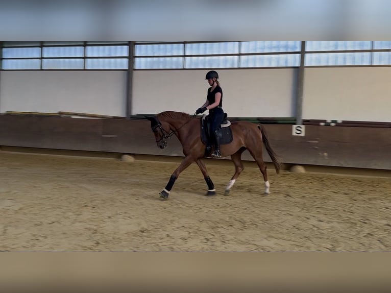 Cavallo da sella tedesco Giumenta 5 Anni 165 cm Sauro in Ascheberg