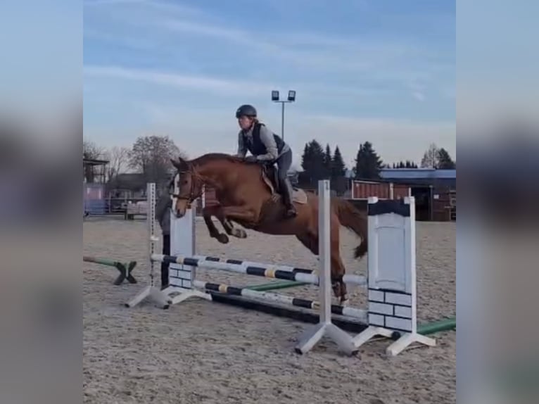 Cavallo da sella tedesco Giumenta 5 Anni 165 cm Sauro in Bergheim