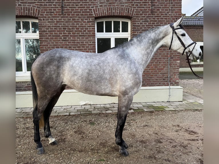 Cavallo da sella tedesco Giumenta 5 Anni 166 cm Può diventare grigio in Goch