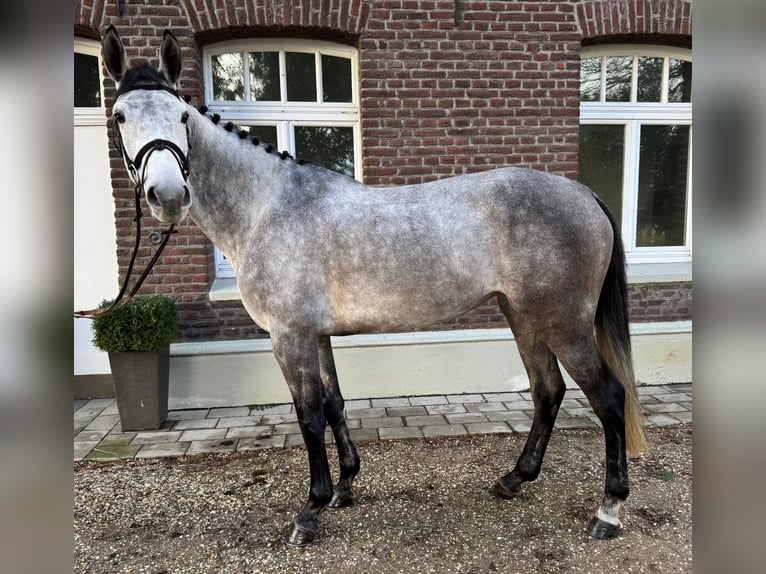 Cavallo da sella tedesco Giumenta 5 Anni 166 cm Può diventare grigio in Goch