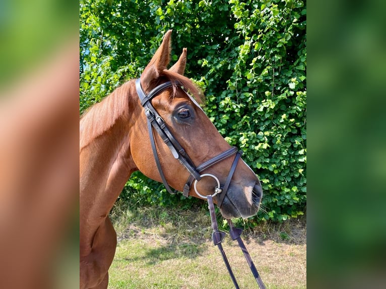 Cavallo da sella tedesco Giumenta 5 Anni 167 cm Sauro in Ahaus