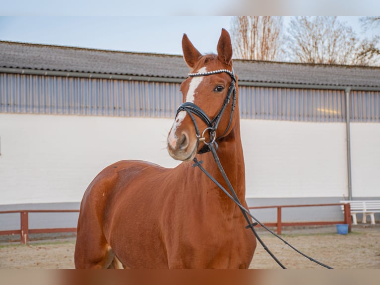 Cavallo da sella tedesco Giumenta 5 Anni 167 cm Sauro in Dorsten