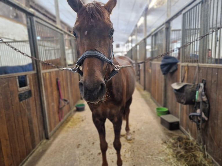 Cavallo da sella tedesco Giumenta 5 Anni 168 cm in Lauffen am Neckar