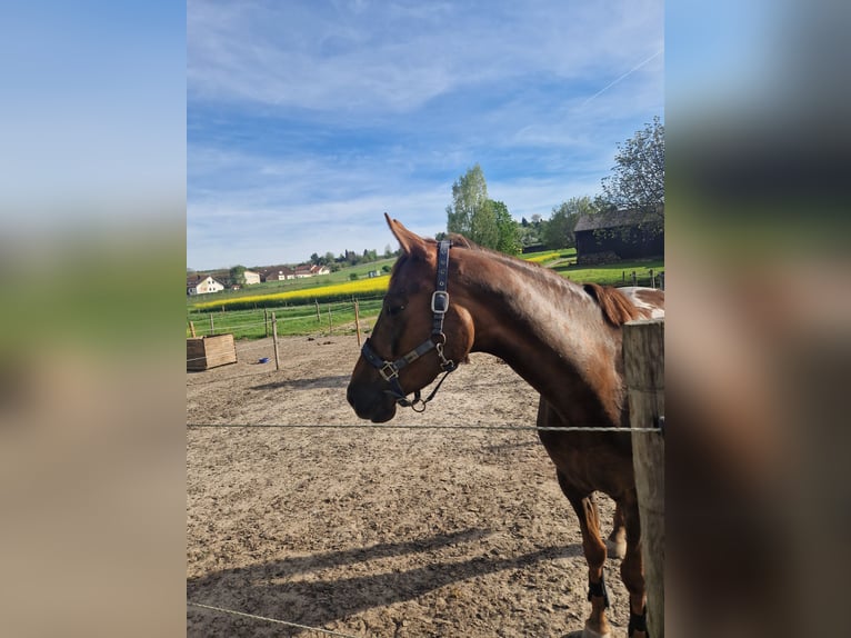 Cavallo da sella tedesco Giumenta 5 Anni 168 cm in Lauffen am Neckar