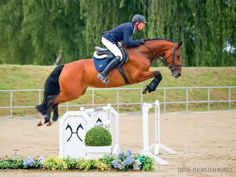 Cavallo da sella tedesco Giumenta 5 Anni 169 cm Baio in Verden