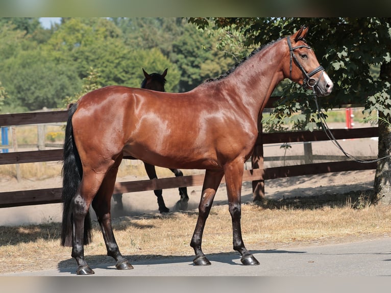 Cavallo da sella tedesco Giumenta 5 Anni 169 cm Baio scuro in münster