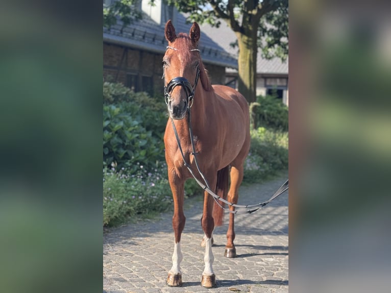 Cavallo da sella tedesco Giumenta 5 Anni 169 cm Sauro in Grevenbroich