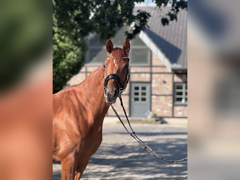 Cavallo da sella tedesco Giumenta 5 Anni 169 cm Sauro in Grevenbroich