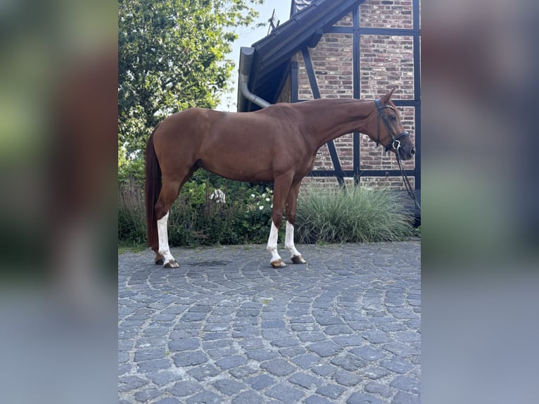 Cavallo da sella tedesco Giumenta 5 Anni 169 cm Sauro in Grevenbroich