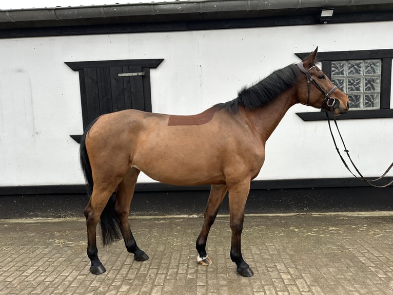 Cavallo da sella tedesco Giumenta 5 Anni 170 cm Baio in Kevelaer