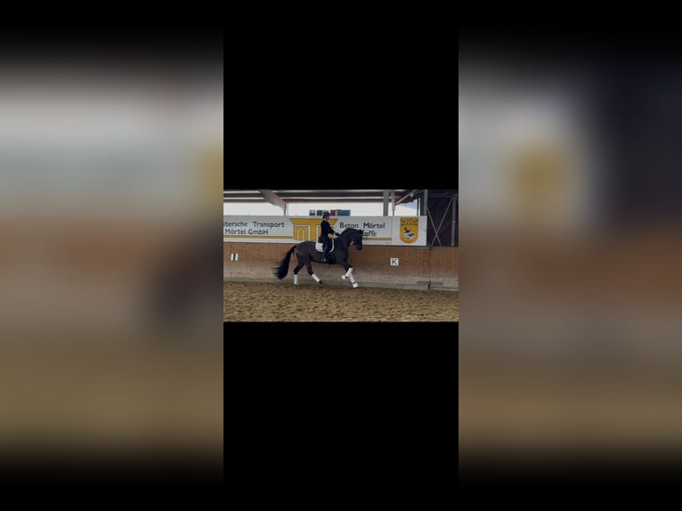 Cavallo da sella tedesco Giumenta 5 Anni 170 cm Baio nero in Nottuln