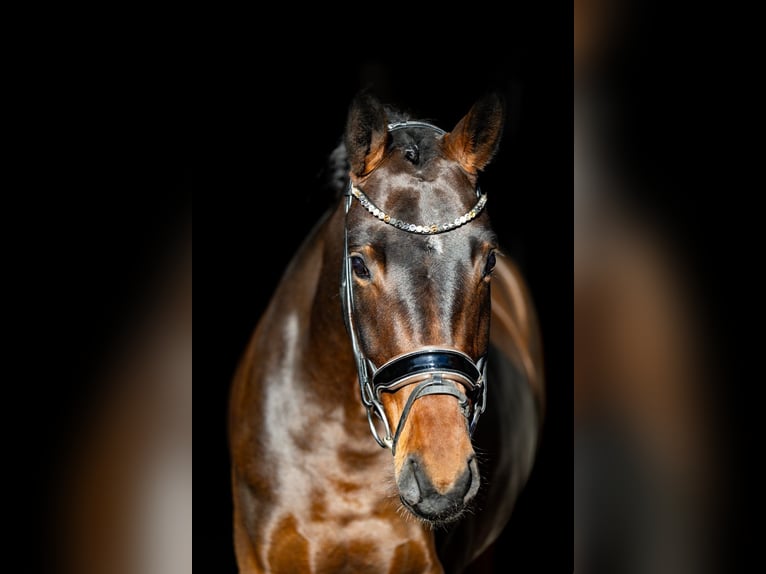 Cavallo da sella tedesco Giumenta 5 Anni 170 cm Baio scuro in Rosenheim