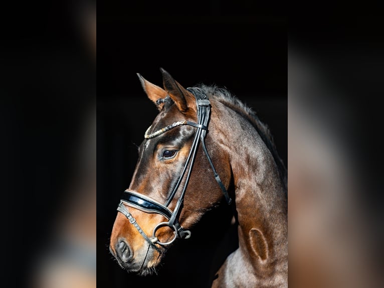 Cavallo da sella tedesco Giumenta 5 Anni 170 cm Baio scuro in Rosenheim