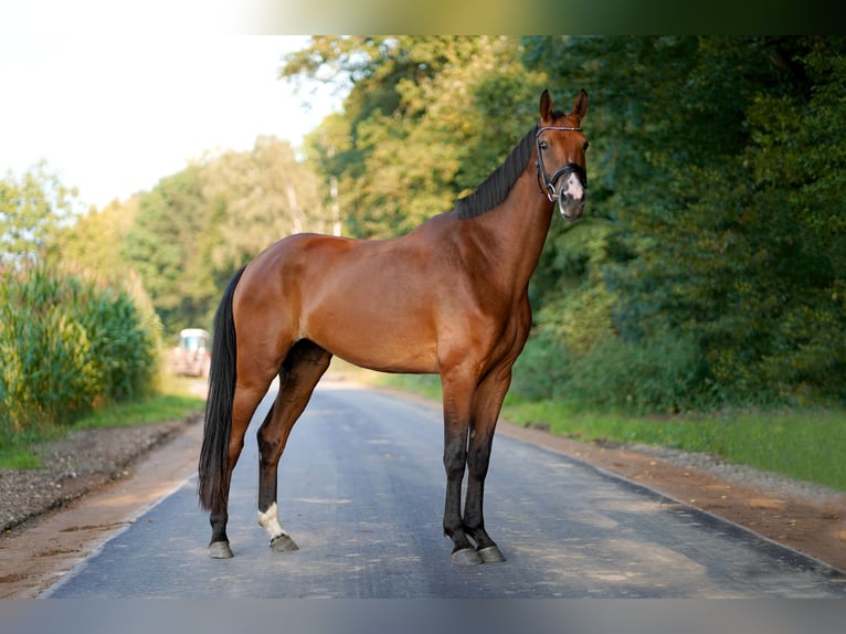 Cavallo da sella tedesco Giumenta 5 Anni 171 cm Baio in Laer