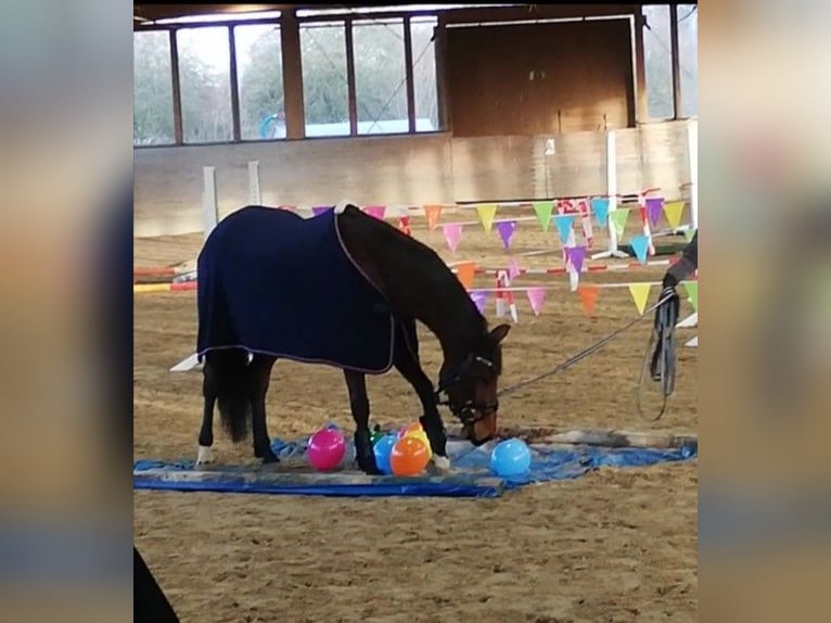 Cavallo da sella tedesco Giumenta 5 Anni 171 cm Baio in Everswinkel