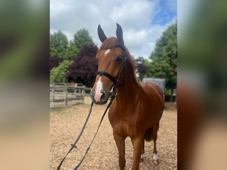 Cavallo da sella tedesco Giumenta 5 Anni 172 cm Sauro in Hagenow